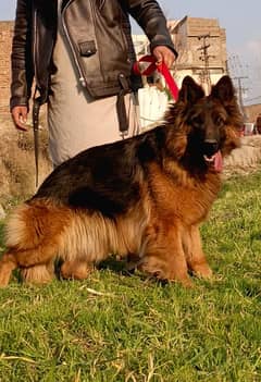 German shepherd proper long coat female