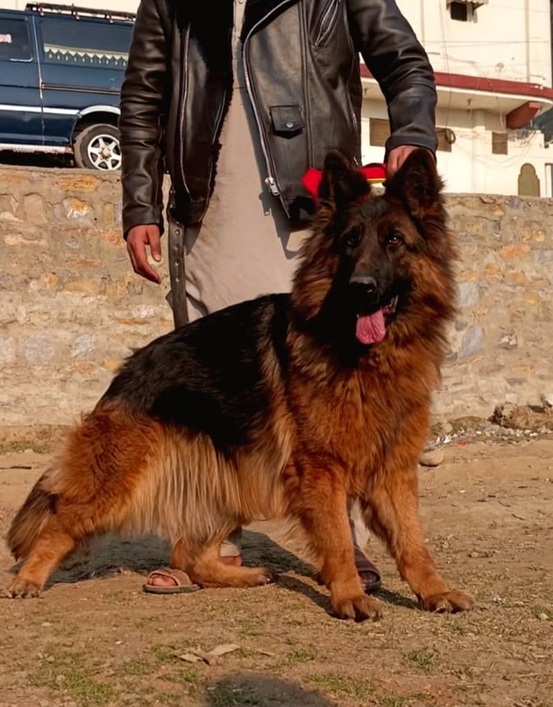 German shepherd proper long coat female 1