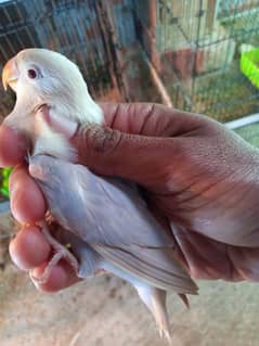 Parblue opaline pale fellow