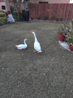 White Ducks