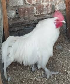 Beautiful Bantam pair for Sale – Healthy & Friendly