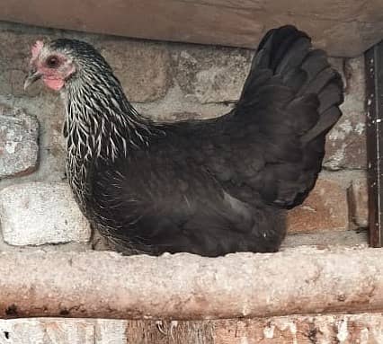 Beautiful Bantam pair for Sale – Healthy & Friendly 1