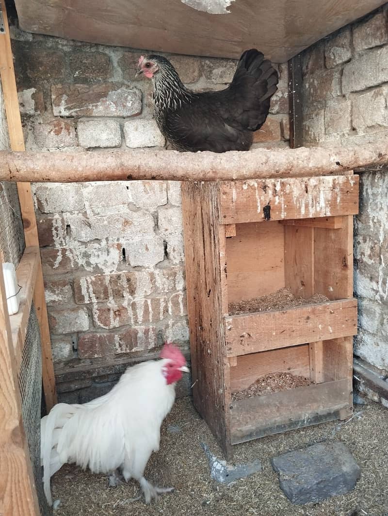 Beautiful Bantam pair for Sale – Healthy & Friendly 3