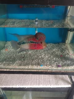 Flowerhorn Fish Size 7 Inches Age 15 Months