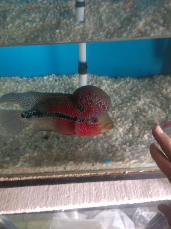 Flowerhorn Fish Size 7 Inches Age 15 Months 1