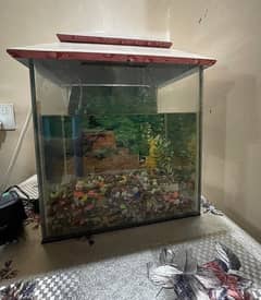 Aquarium For Fishes