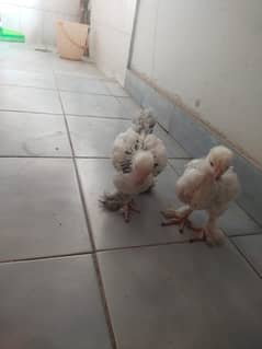 Brahma chicks for Sale