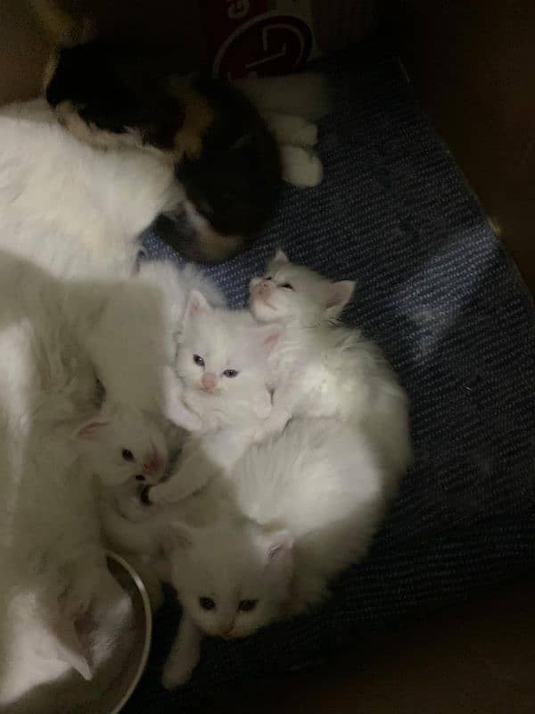 kittens for sale 4