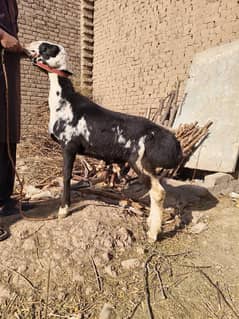 home bread bulkha sheep