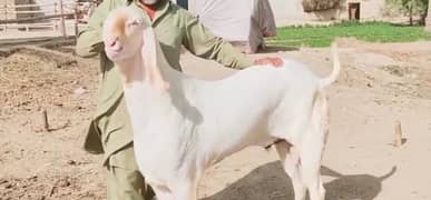 Desi Bakra For Sale Call Me_03278290878