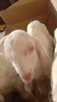 goat bakri with 2 male kids