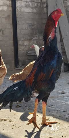 O shamo chicks available