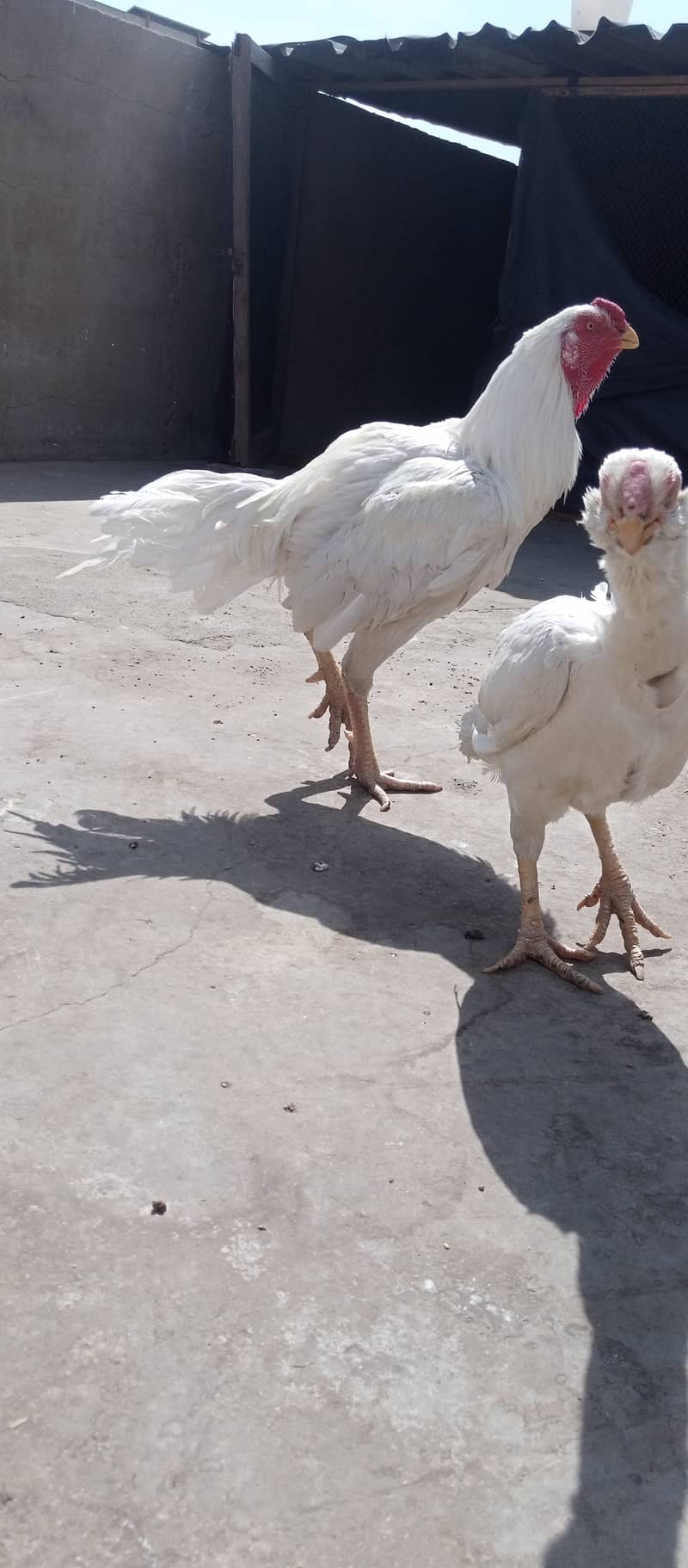 Kandhari and Hera Aseel Chick available 1