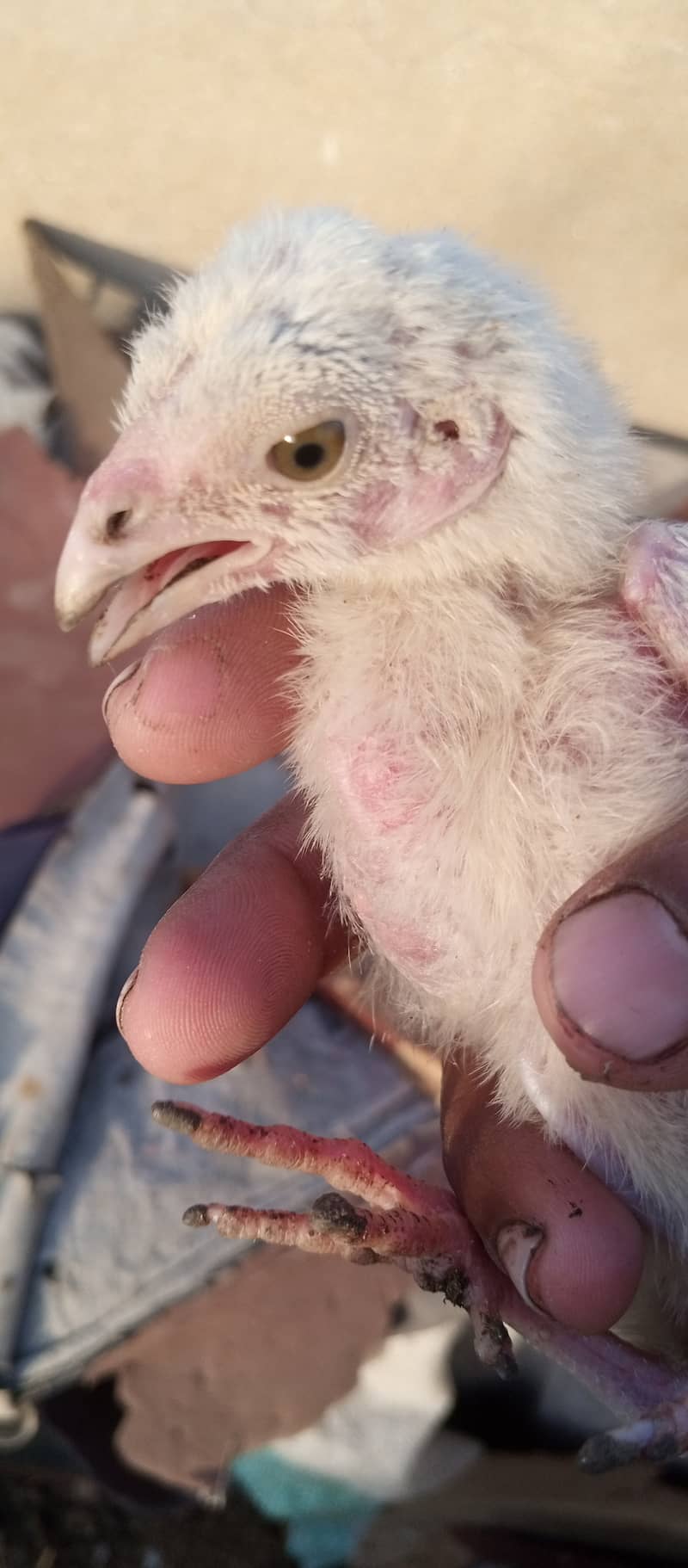 Kandhari and Hera Aseel Chick available 2