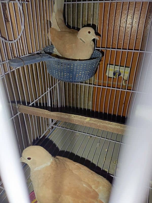 All Doves For Sale 3