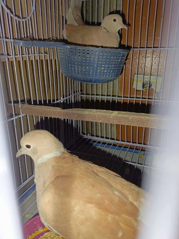 All Doves For Sale 4