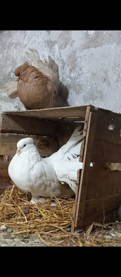 American faintail breeder pair with fertile egg