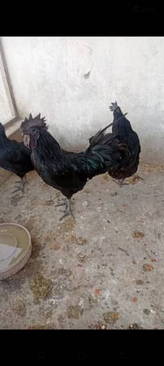 ayam cemani gray taung