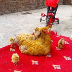 Barhama chicks and fertile Eggs available