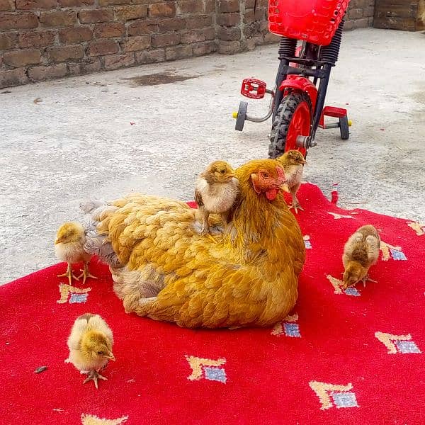 Barhama chicks and fertile Eggs available 0