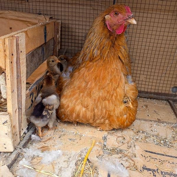 Barhama chicks and fertile Eggs available 1