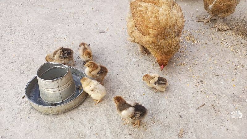 Barhama chicks and fertile Eggs available 2