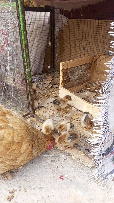 Barhama chicks and fertile Eggs available 3