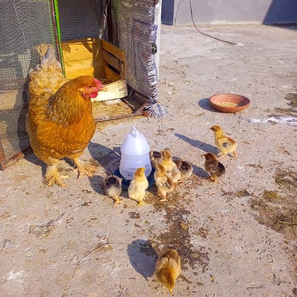 Barhama chicks and fertile Eggs available 4