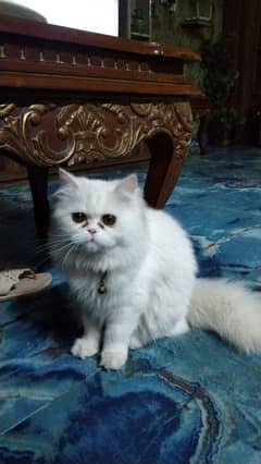 Persion  cat for sale