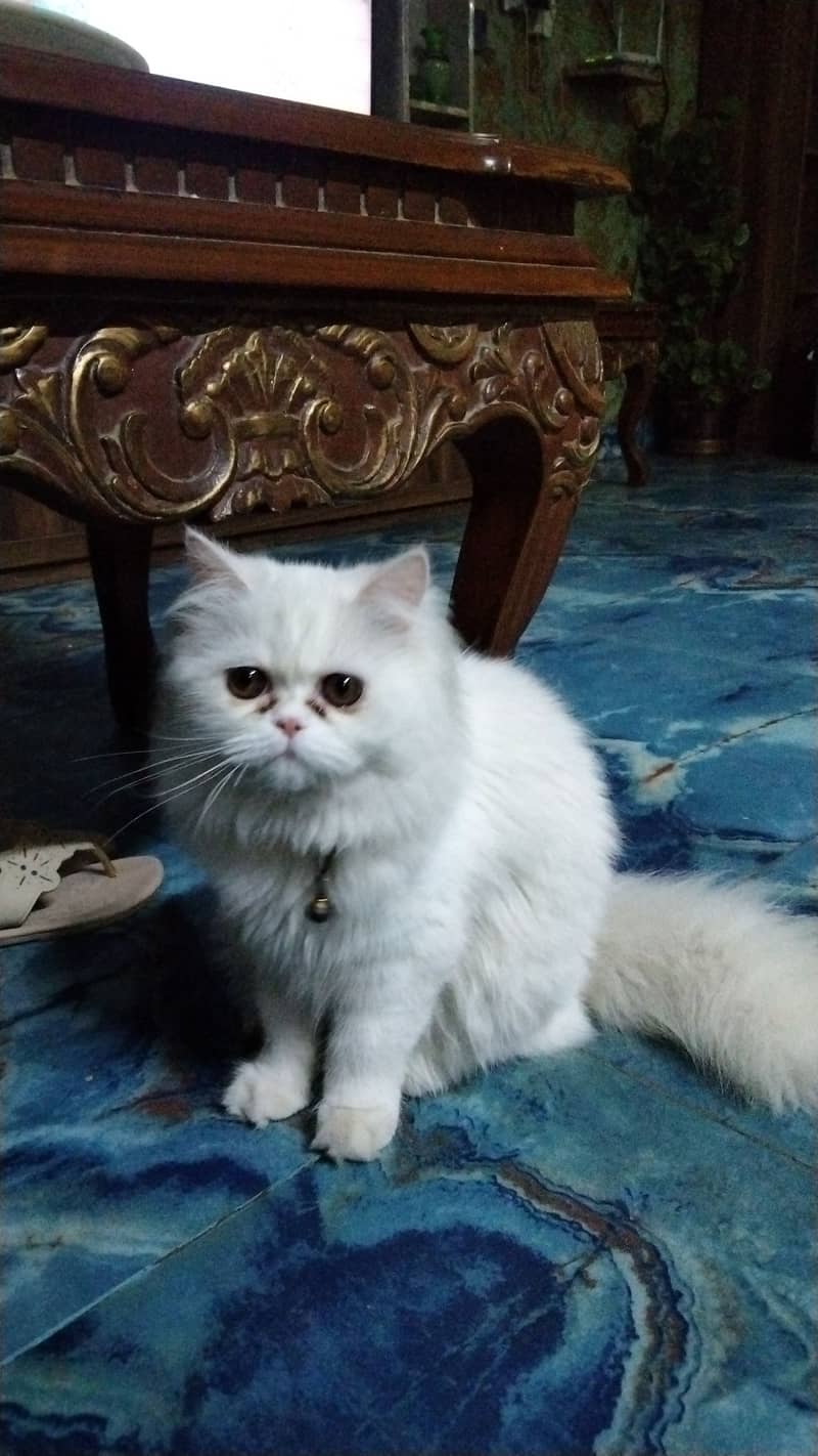 Persion  cat for sale 0