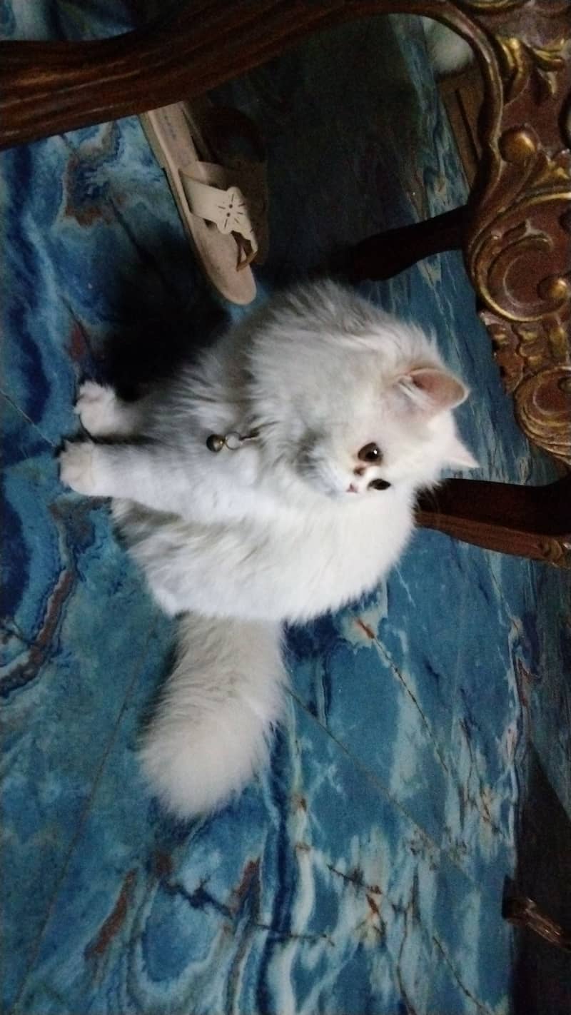 Persion  cat for sale 1