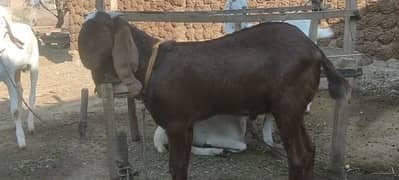 Qurbani kaliye healthy bakra