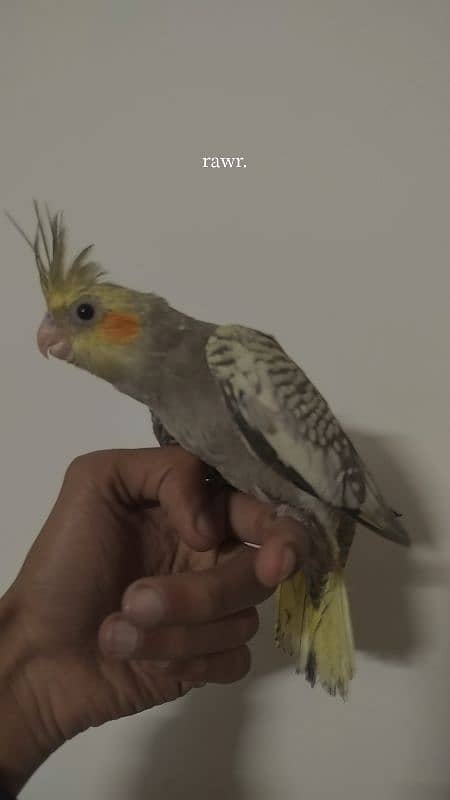 Pearl Handtamed + Eno Chicks + Common Pearl Chick For Sale 1