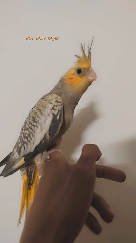 Pearl Handtamed + Eno Chicks + Common Pearl Chick For Sale 9