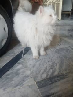 Persian male for sale 9 month with good health