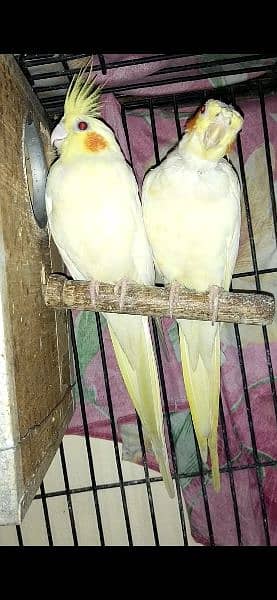 cocktail pair available for sale 1