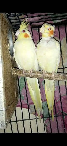 cocktail pair available for sale 2