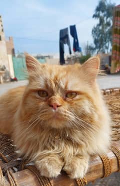 Persian Cat for sale