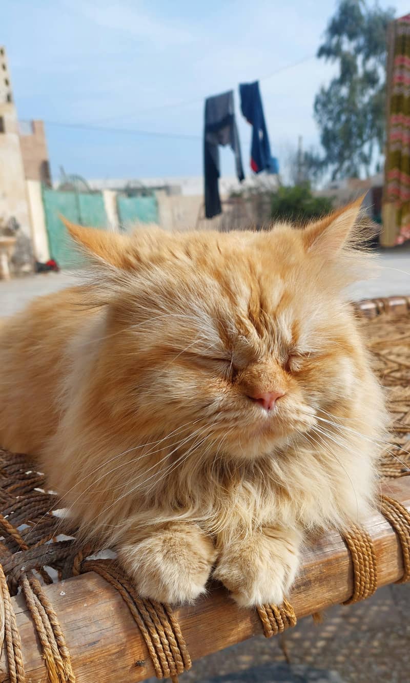 Persian Cat for sale 1