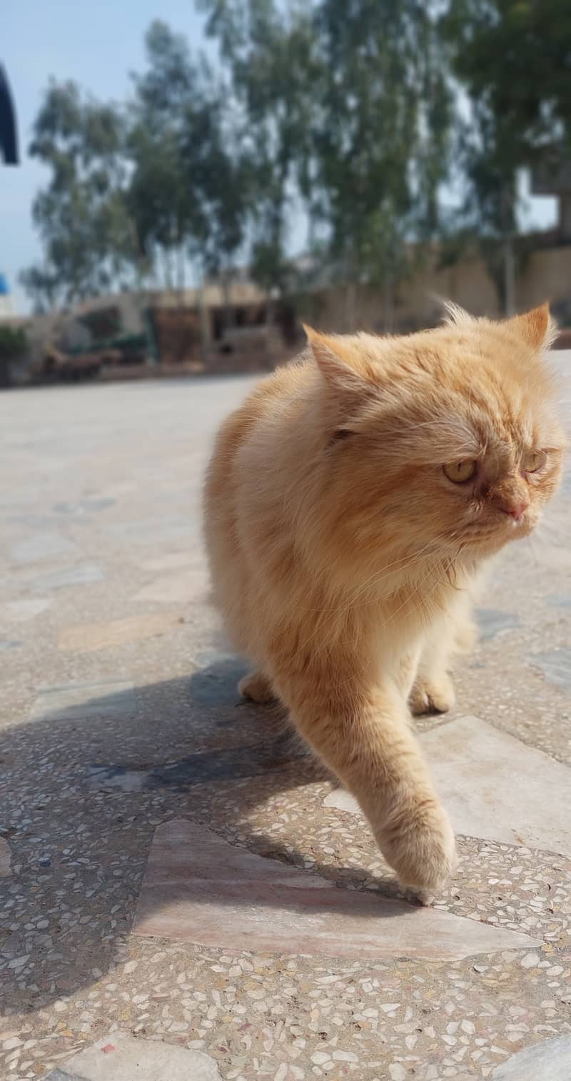 Persian Cat for sale 2