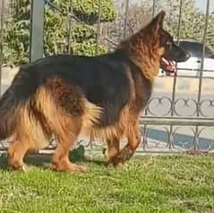 German Shepherd female dog urgent for sale call me __03134935016