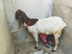 bakri for female kidz one