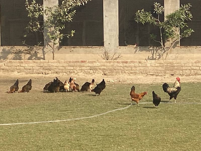 Set of 9 Desi Hen and 1 roaster 0