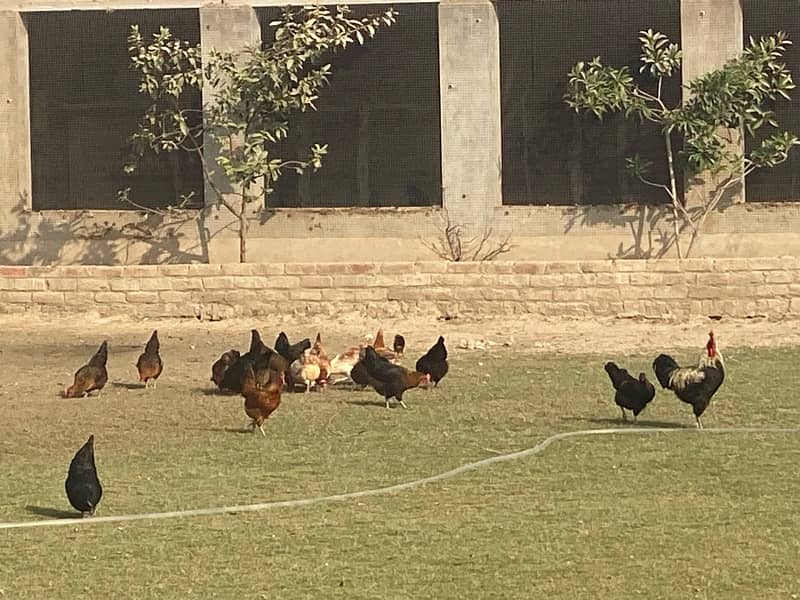 Set of 9 Desi Hen and 1 roaster 3