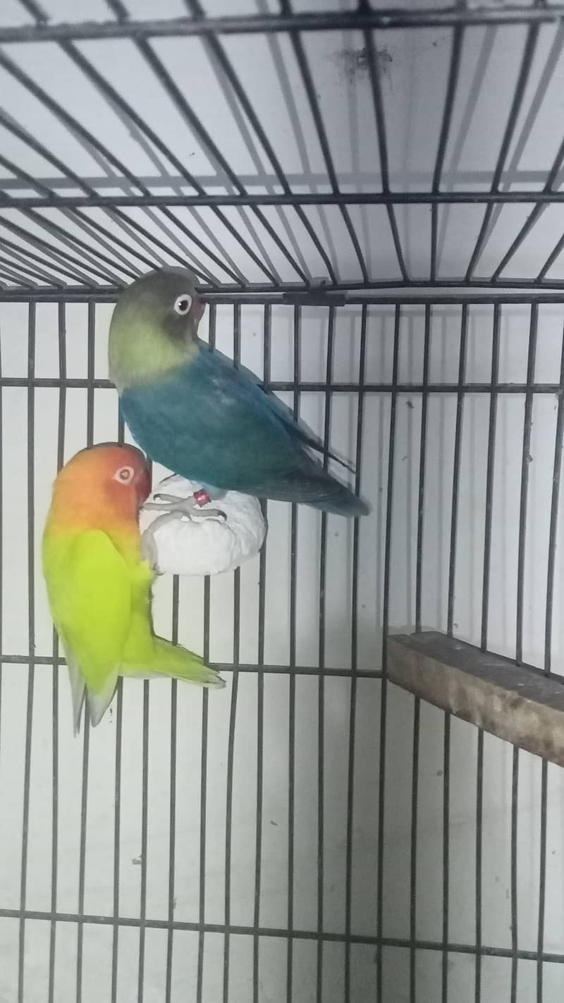 Lovebirds, Love bird, Java, Finch 1