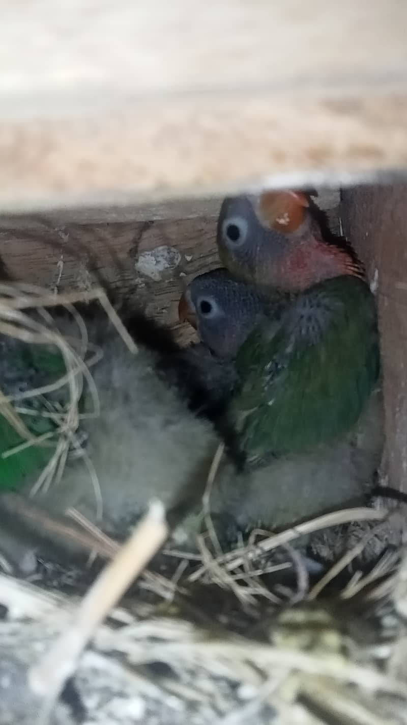 Lovebirds, Love bird, Java, Finch 2