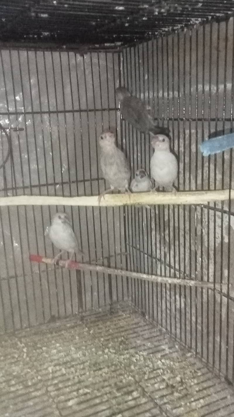 Lovebirds, Love bird, Java, Finch 4