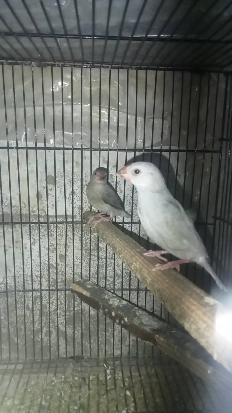 Lovebirds, Love bird, Java, Finch 5