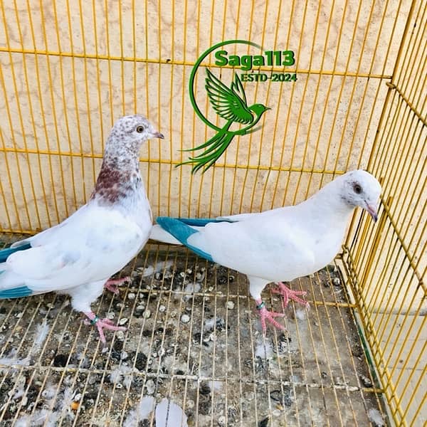 Low-Flyer Pigeon For Sale 1