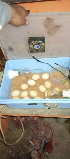 incubator for 24 eggs